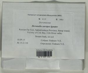 Dicranella curvipes (Lindb.) Ignatov, Bryophytes, Bryophytes - Russian Far East (excl. Chukotka & Kamchatka) (B20) (Russia)