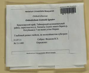 Lewinskya iwatsukii (Ignatov) F. Lara, Garilleti & Goffinet, Bryophytes, Bryophytes - Krasnoyarsk Krai, Tyva & Khakassia (B17) (Russia)