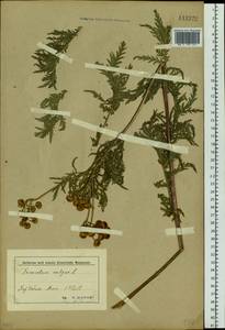 Tanacetum vulgare subsp. vulgare, Siberia, Baikal & Transbaikal region (S4) (Russia)