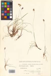 Anthoxanthum monticola (Bigelow) Veldkamp, Siberia, Chukotka & Kamchatka (S7) (Russia)