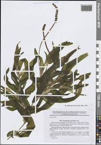 Potamogeton praelongus Wulfen, Eastern Europe, North-Western region (E2) (Russia)