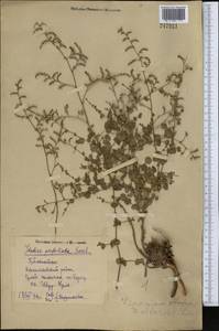 Limonium reniforme (Girard) Lincz., Middle Asia, Syr-Darian deserts & Kyzylkum (M7) (Uzbekistan)