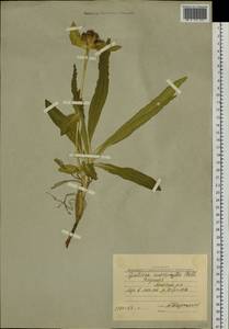 Gentiana macrophylla Pall., Siberia, Yakutia (S5) (Russia)