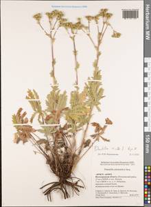 Potentilla recta L., Eastern Europe, Lower Volga region (E9) (Russia)