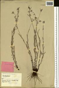 Leontopodium leontopodioides (Willd.) Beauverd, Siberia, Russian Far East (S6) (Russia)