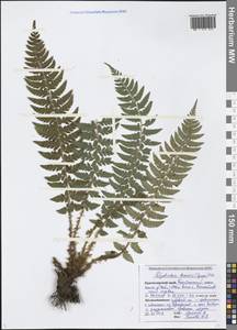 Polystichum braunii (Spenn.) Fée, Caucasus, Black Sea Shore (from Novorossiysk to Adler) (K3) (Russia)