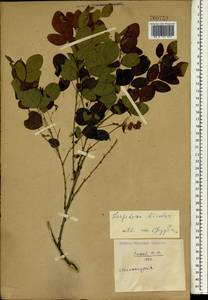 Lespedeza bicolor Turcz., South Asia, South Asia (Asia outside ex-Soviet states and Mongolia) (ASIA) (China)