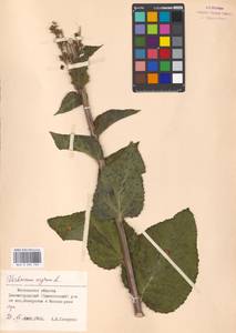 Verbascum nigrum L., Eastern Europe, Moscow region (E4a) (Russia)