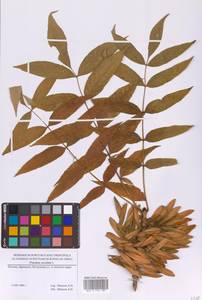 Fraxinus excelsior L., Eastern Europe, Moscow region (E4a) (Russia)