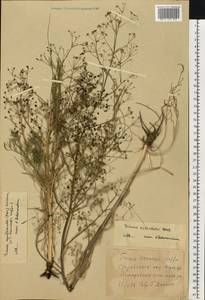 Trinia multicaulis (Poir.) Schischk., Eastern Europe, North Ukrainian region (E11) (Ukraine)