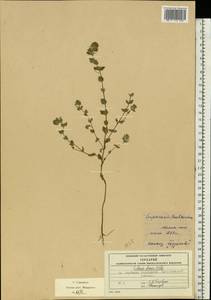 Euphrasia officinalis subsp. officinalis, Eastern Europe, Moscow region (E4a) (Russia)