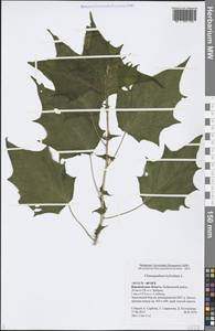 Chenopodiastrum hybridum (L.) S. Fuentes, Uotila & Borsch, Eastern Europe, Central forest-and-steppe region (E6) (Russia)