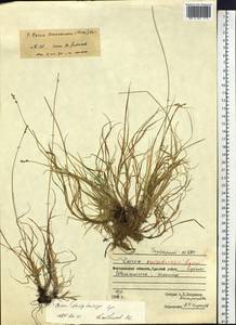 Carex kreczetoviczii T.V.Egorova, Siberia, Chukotka & Kamchatka (S7) (Russia)