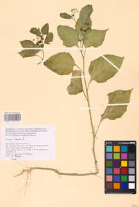 MHA 0 158 750, Solanum nigrum L., Eastern Europe, Lower Volga region (E9) (Russia)