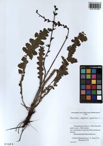 Pedicularis sceptrum-carolinum L., Siberia, Altai & Sayany Mountains (S2) (Russia)