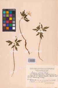 Anemone altaica Fisch. ex C.A.Mey., Eastern Europe, Middle Volga region (E8) (Russia)