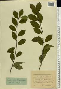 Prunus fruticosa Pall., Eastern Europe, South Ukrainian region (E12) (Ukraine)