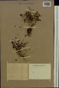 Asplenium ruta-muraria L., Eastern Europe, Eastern region (E10) (Russia)