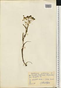 Bupleurum multinerve DC., Eastern Europe, Central forest-and-steppe region (E6) (Russia)