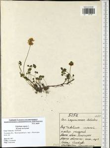 Trifolium repens L., Eastern Europe, Central region (E4) (Russia)