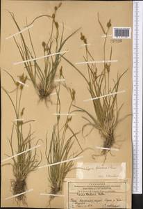 Carex oederi var. oederi, Middle Asia, Western Tian Shan & Karatau (M3) (Kazakhstan)