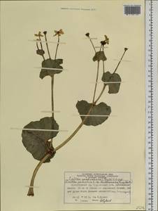 Caltha palustris var. membranacea Turcz., Siberia, Central Siberia (S3) (Russia)