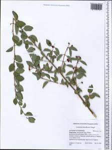 Lonicera korolkowii Stapf, Middle Asia, Western Tian Shan & Karatau (M3) (Kyrgyzstan)