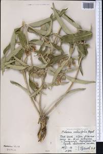 Phlomis salicifolia Regel, Middle Asia, Western Tian Shan & Karatau (M3) (Kyrgyzstan)