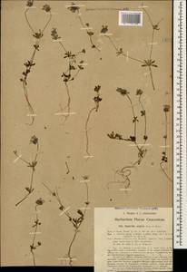 Asperula orientalis Boiss. & Hohen., Caucasus, Turkish Caucasus (NE Turkey) (K7) (Turkey)
