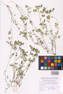 Medicago orthoceras (Kar. & Kir.) Trautv., Eastern Europe, Lower Volga region (E9) (Russia)