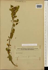 Colutea cilicica Boiss. & Balansa, Caucasus, Azerbaijan (K6) (Azerbaijan)