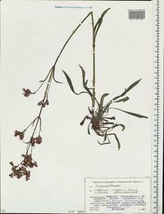 Viscaria vulgaris Röhl., Eastern Europe, Belarus (E3a) (Belarus)