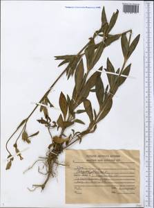 Silene, Middle Asia, Dzungarian Alatau & Tarbagatai (M5) (Kazakhstan)