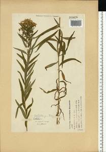 Galatella sedifolia subsp. sedifolia, Eastern Europe, Volga-Kama region (E7) (Russia)