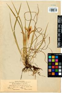 Iris ruthenica Ker Gawl., Siberia, Altai & Sayany Mountains (S2) (Russia)