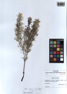 Adonis vernalis × villosa, Siberia, Altai & Sayany Mountains (S2) (Russia)