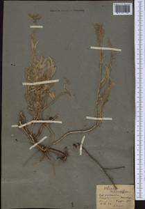 Halimione verrucifera (M.Bieb.) Aellen, Middle Asia, Northern & Central Kazakhstan (M10) (Kazakhstan)