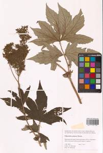 Filipendula digitata (Willd.) Bergmans, Siberia, Russian Far East (S6) (Russia)