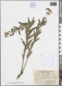 Euphorbia virgata Waldst. & Kit., Eastern Europe, Rostov Oblast (E12a) (Russia)