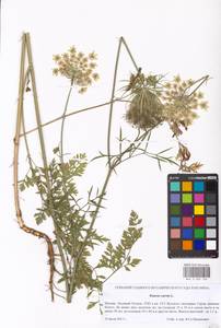 Daucus carota L., Eastern Europe, Moscow region (E4a) (Russia)