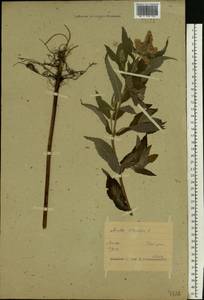 Mentha longifolia (L.) Huds., Eastern Europe, Belarus (E3a) (Belarus)