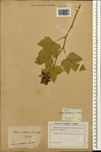 Rubus sanctus Schreb., Caucasus (no precise locality) (K0)