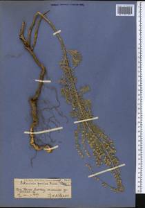 Artemisia persica Boiss., Middle Asia, Western Tian Shan & Karatau (M3) (Kazakhstan)