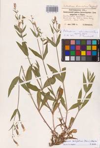 Silene latifolia subsp. latifolia, Eastern Europe, Lower Volga region (E9) (Russia)