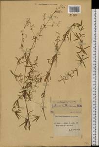 Galium verum subsp. verum, Siberia, Yakutia (S5) (Russia)