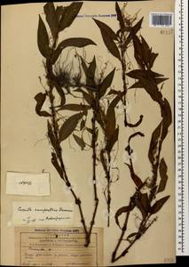 Cuscuta campestris Yunck., Caucasus, Azerbaijan (K6) (Azerbaijan)