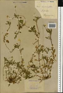 Viola tricolor L., Eastern Europe, Eastern region (E10) (Russia)