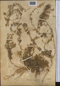 Atriplex crassifolia C. A. Mey., Middle Asia, Muyunkumy, Balkhash & Betpak-Dala (M9) (Kazakhstan)