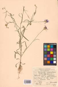 Centaurea cyanus L., Eastern Europe, Moscow region (E4a) (Russia)