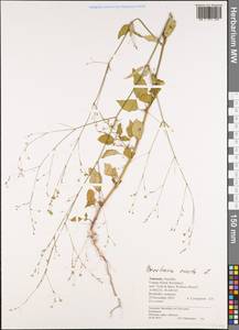 Boerhavia erecta L., Africa (AFR) (Tanzania)